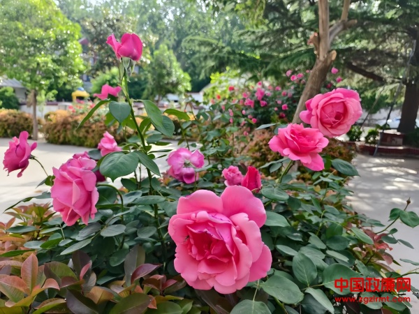 图片1.jpg